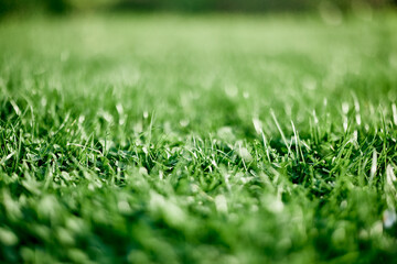 Fresh leaves of young green grass taken close-up on a summer sunny day in the light of a sunset sky, The concept of ecology and care for the environment and the planet
