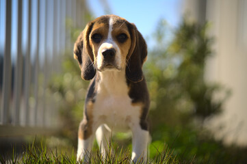 beagle on the grass