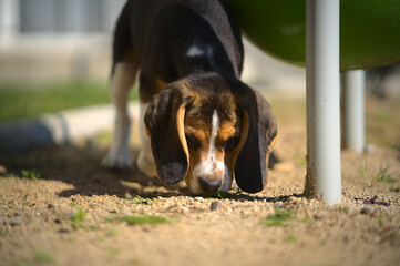 beagle in the park