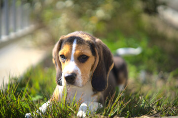 beagle puppy in the grass
