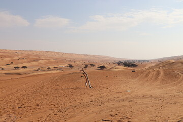 Wahiba Desert, Oman. 19-01-2022. Remains of a tree in de desert.