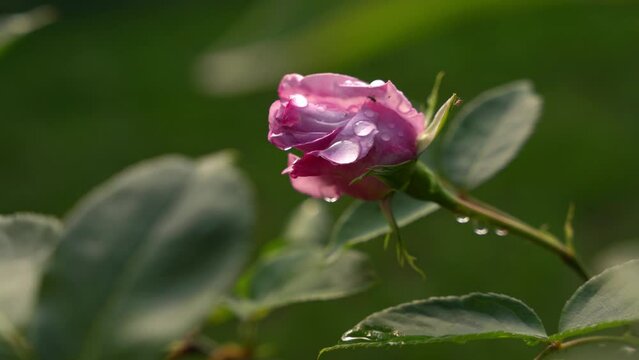 Pink rose bud with dew drops, green bokeh bg, romantic garden flower