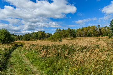 path on hill side with meadow and trees