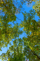 Obraz premium looking up to the blue sky through canopy of colored trees