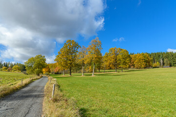 landscape with meadow, path and trees in autumn