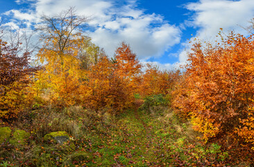 foot path amongst small trees in autumn