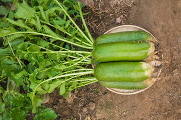 Obraz premium The green turnips in the vegetable patch