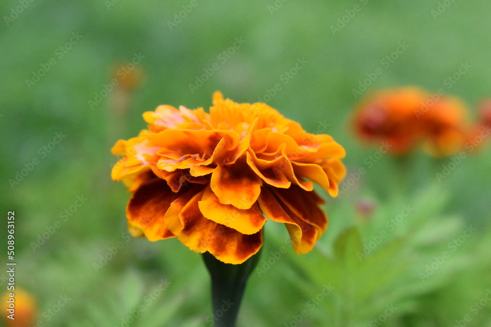 Poster orange marigold flower