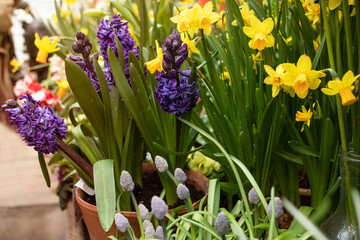 purple hyacinth flowers in pots in the garden