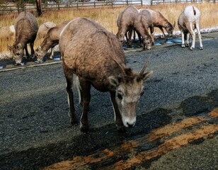 two horses in the field