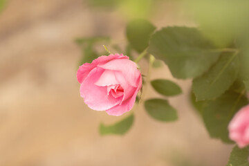 Garten Rose