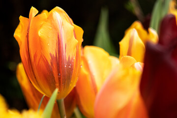 Fototapeta premium Yellow tulips flowers in the garden