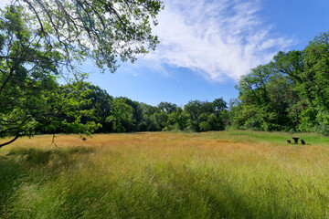 Forest of the Chamarande belvedere in the French Gatinais Regional Nature Park