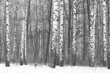 Young birches with black and white birch bark in winter in birch grove against background of other birches