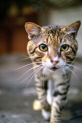 close up portrait of a cat