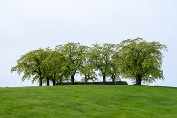 Cluster of lush oak trees on top of green hill. Clean sky background. No visible people