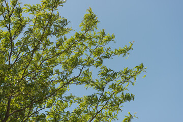 Obraz premium honey locust leaves against blue sky