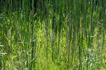 green grass and reeds background