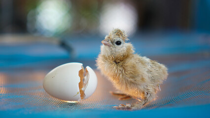 Small chicks silky silkie chicken hatched from egg cute little newborn wet feather - obrazy, fototapety, plakaty