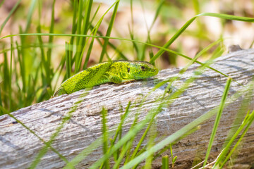 Sand lizard, Lacerta agilis, green male