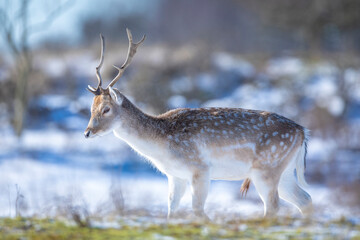 Fallow deer stag Dama Dama foraging in Winter forest snow