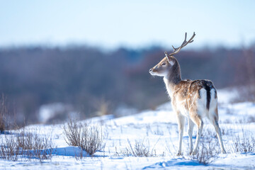 Fallow deer stag Dama Dama foraging in Winter forest snow - obrazy, fototapety, plakaty