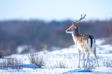 Fototapete Fallow deer stag Dama Dama foraging in Winter forest snow © Sander Meertins