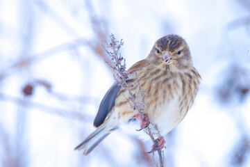 common reed bunting, Emberiza schoeniclus, foraging in snow, beautiful cold Winter setting