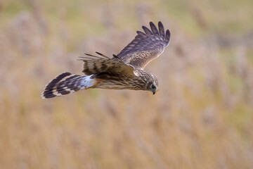 Hen harrier Circus cyaneus hunting