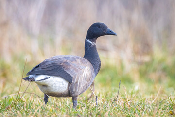 Brant or brent goose, Branta bernicla, foraging in a meadow