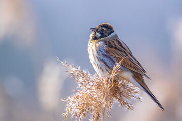 Singing common reed bunting, Emberiza schoeniclus, bird in the reeds on a windy day