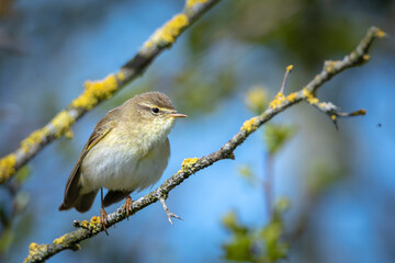 Willow warbler bird, Phylloscopus trochilus, perched.