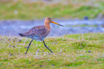 Black-tailed godwit Limosa Limosa foraging in water