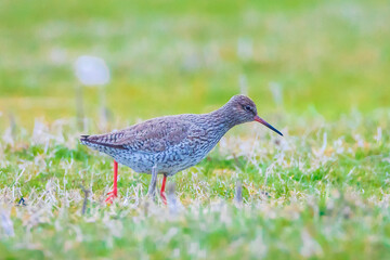 common redshank tringa totanus in farmland