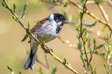 Singing common reed bunting, Emberiza schoeniclus, bird in the reeds on a windy day