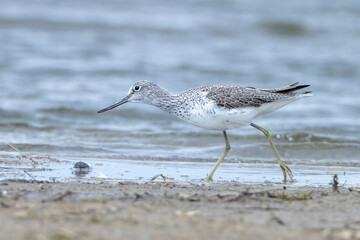 Common greenshank, Tringa nebularia, foraging in wetlands