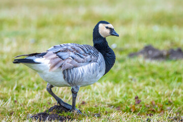 Closeup of a barnacle goose Branta leucopsis in a meadow
