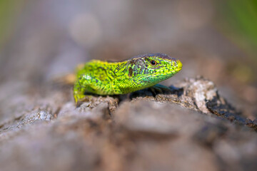 Sand lizard, Lacerta agilis, green male