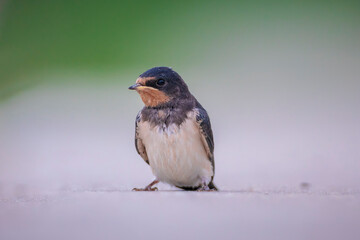 Barn Swallow, Hirundo rustica, juvenile feeding