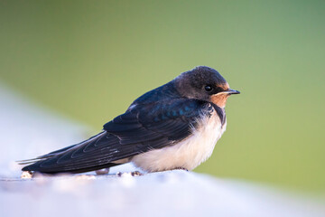 Barn Swallow Hirundo rustica resting closeup