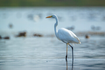 Great egret Ardea alba fishing