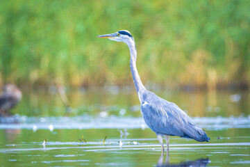 Grey heron, Ardea cinerea, hunting and fishing