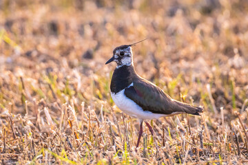 Northern lapwing, Vanellus vanellus wading bird in a meadow