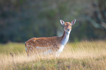 Fallow deer fawn Dama Dama in Autumn