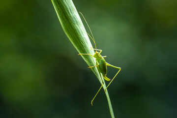 Speckled bush-cricket Leptophyes punctatissima