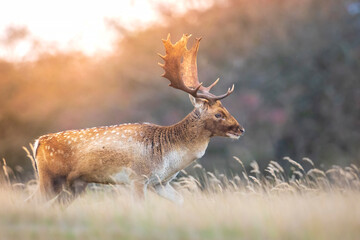 Fallow deer stag, Dama Dama, with big antlers during rutting in Autumn season
