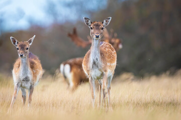 Fototapeta na wymiar Fallow deer fawn Dama Dama in Autumn