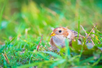 snow bunting bird, Plectrophenax nivalis foraging in grass