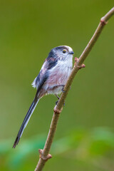 Closeup of a long-tailed tit or long-tailed bushtit, Aegithalos caudatus, bird foraging in a forest