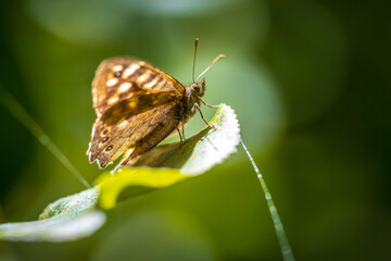 Speckled wood butterfly Pararge aegeria side view